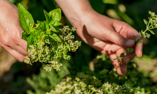 Kräuterführungen auf dem Weidenhof