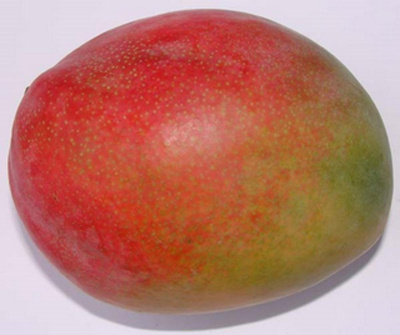 Produktfoto zu Mango Kent