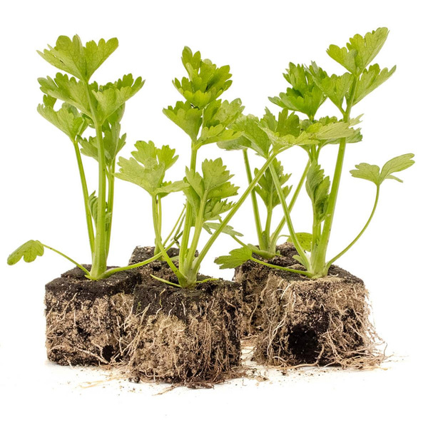 Produktfoto zu Knollenselleriepflanzen 10 Stk