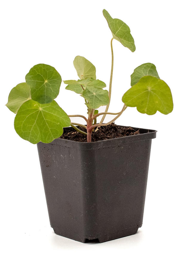 Produktfoto zu rankende Kapuzinerkresse