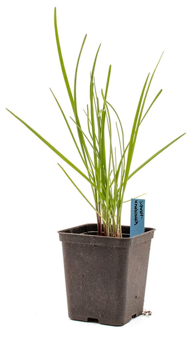 Produktfoto zu Topf Schnittknoblauch