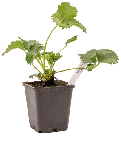 Produktfoto zu Topf Erdbeeren