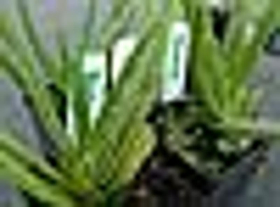 Produktfoto zu Topf Aloe vera