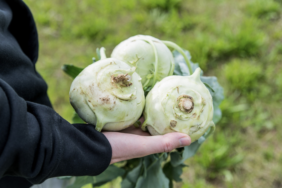 KI generiert: Eine Hand hält drei frische Kohlrabi auf einem Feld.