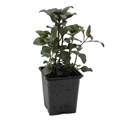 Produktfoto zu Topf Löwenmäulchen