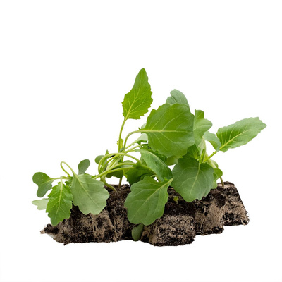 Produktfoto zu Superschmelz Kohlrabi