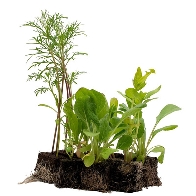 Produktfoto zu Blumenjungpflanzen 10 Stk