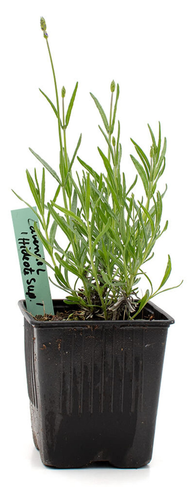Produktfoto zu Topf Lavendel