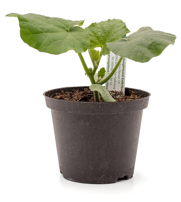 Produktfoto zu Pflanze Kürbis Butternut