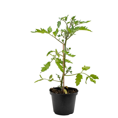 Produktfoto zu Freiland-Salattomate