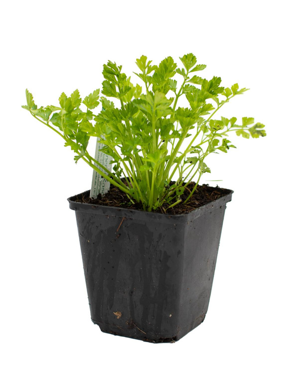 Produktfoto zu Topf Schnittsellerie