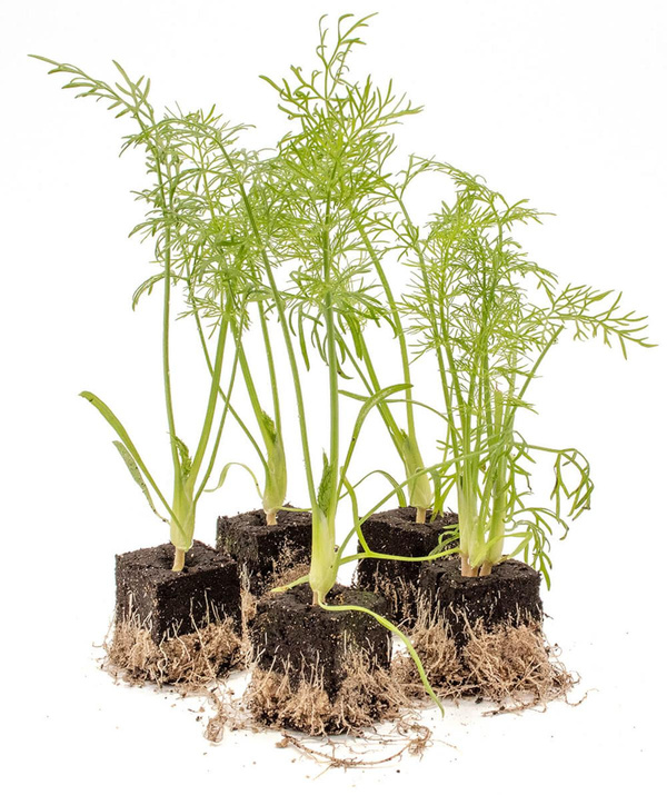 Produktfoto zu Fenchelpflanzen Paket 10 Stk