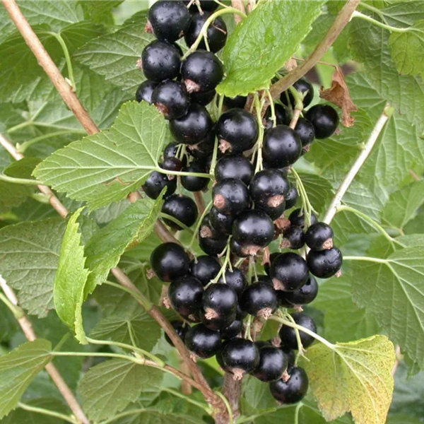 Produktfoto zu Topf Johannisbeere schwarz