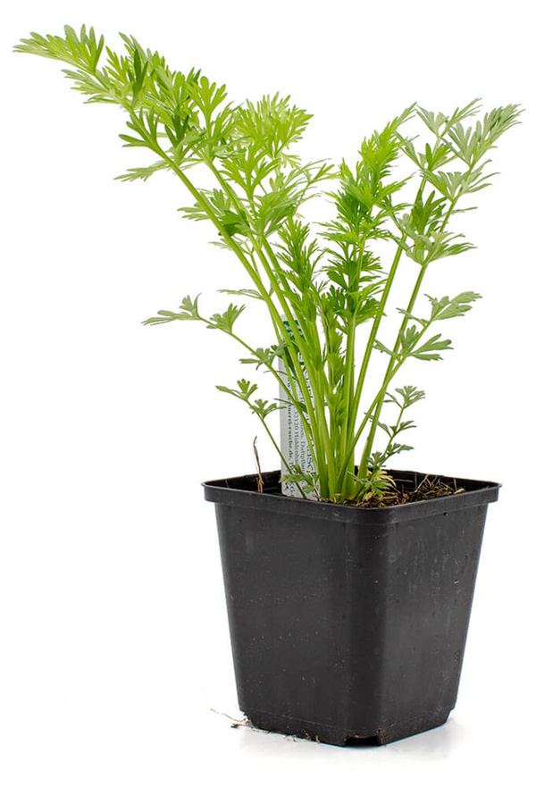 Produktfoto zu Topf Kümmel