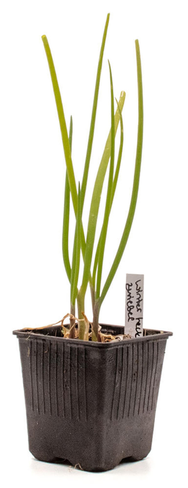 Produktfoto zu Topf Winterheckenzwiebel