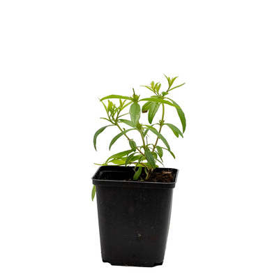 Produktfoto zu Topf Zitronenverbene