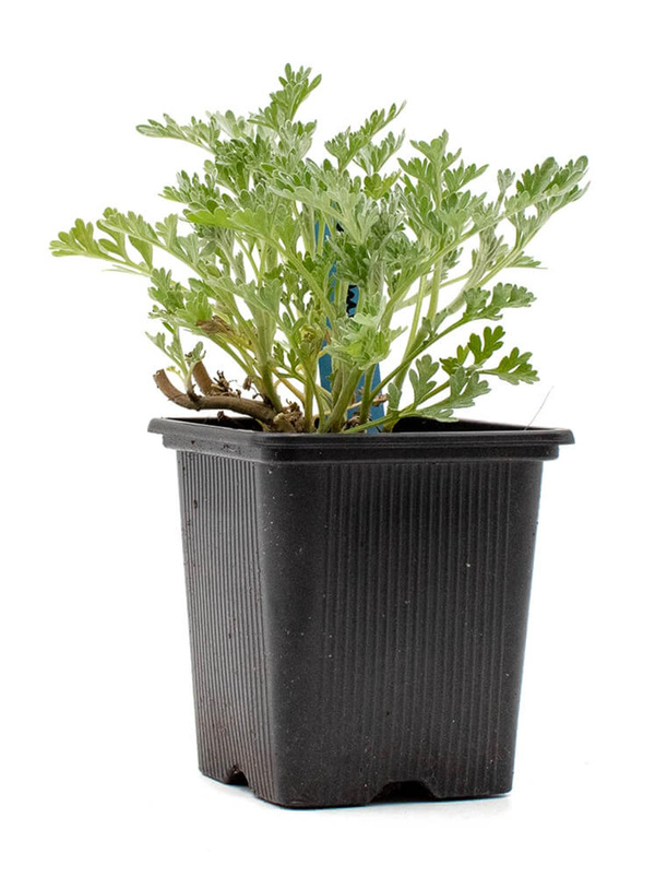 Produktfoto zu Topf Wermut