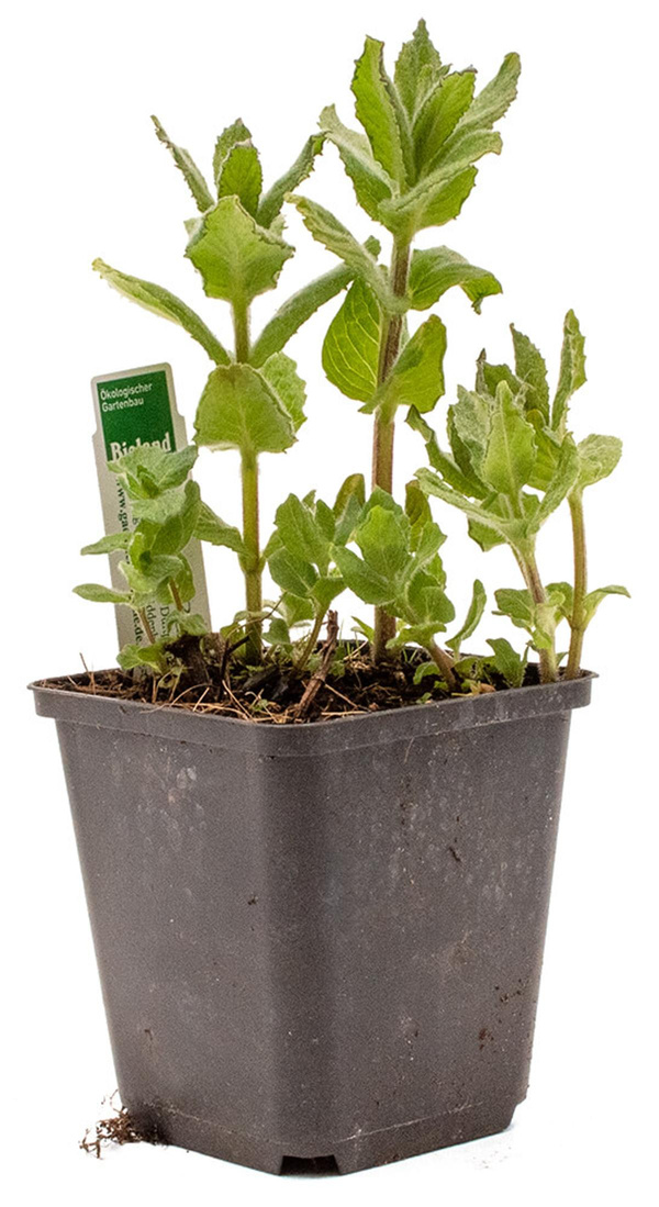 Produktfoto zu Topf Apfelminze