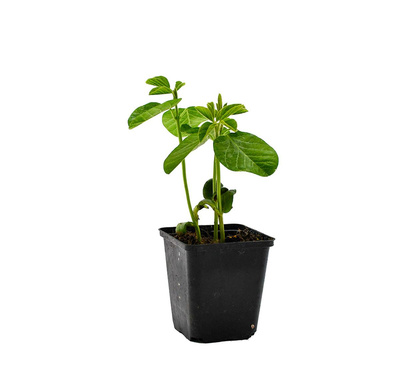 Produktfoto zu Sojabohne