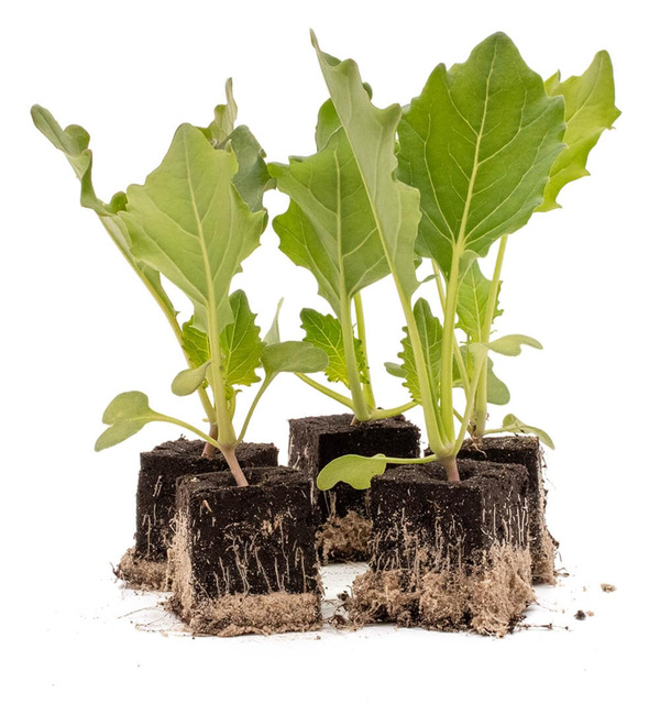 Produktfoto zu Kohlrabipflanzen Paket 10 Stk