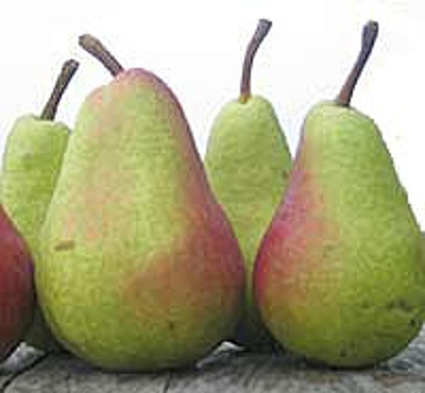 Produktfoto zu Birnen, Charneux