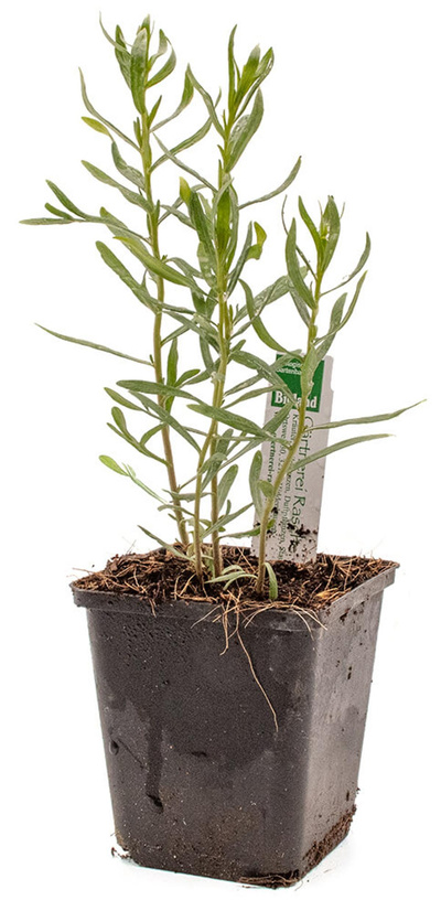 Produktfoto zu Topf Estragon, französisch