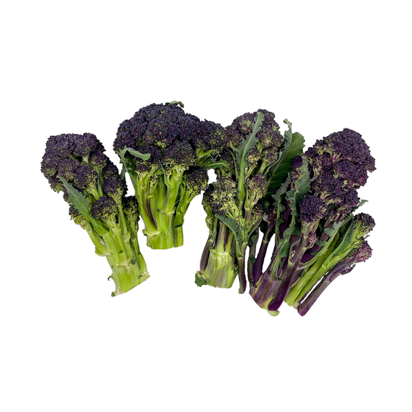 Produktfoto zu Sprossen Brokkoli, viol.