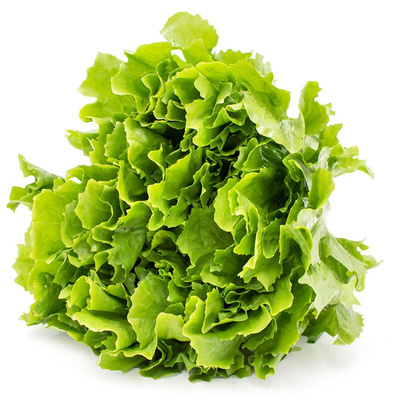 Produktfoto zu Salat, Endivien