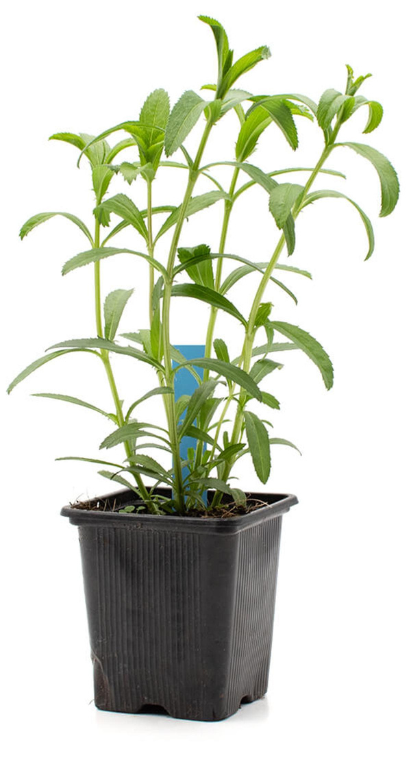 Produktfoto zu Topf Winterestragon