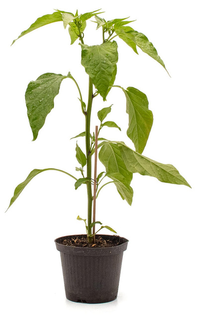 Produktfoto zu Pflanzen Peperoni (Chili), scharf
