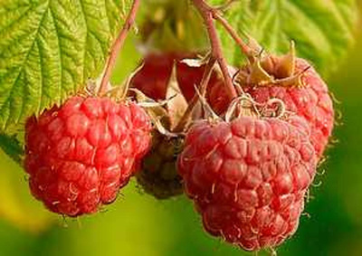 Produktfoto zu Himbeeren 125 g