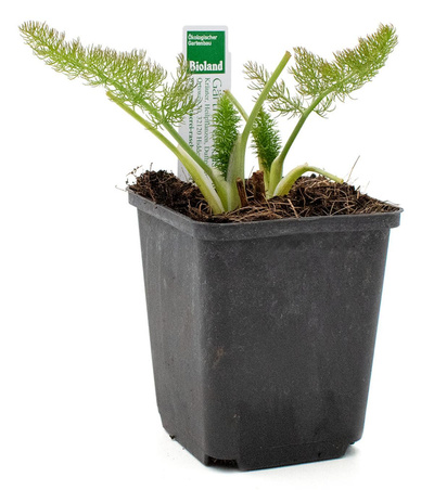 Produktfoto zu Topf Gewürzfenchel