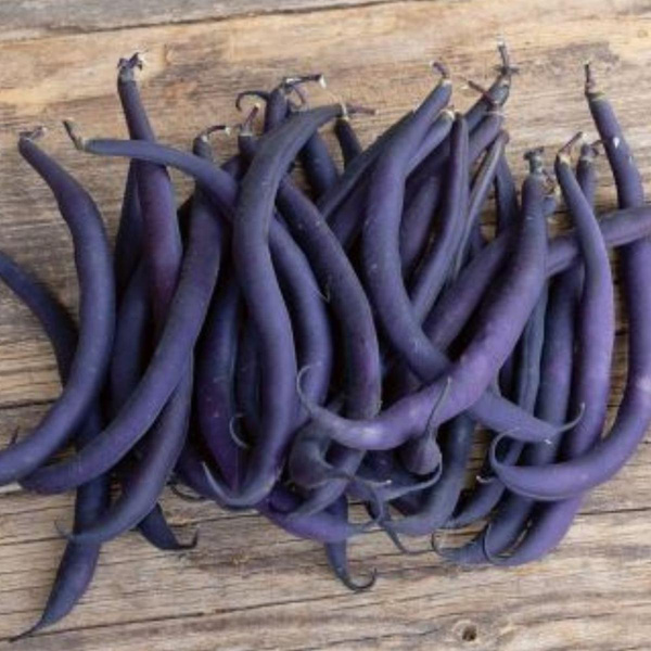 Produktfoto zu Saatgut Buschbohne Purple Teepee
