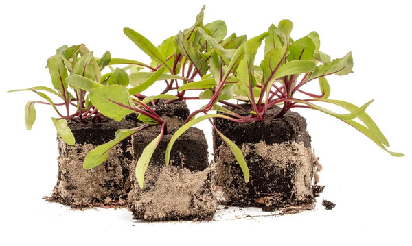 Produktfoto zu Rote Bete Pfanzenpaket 10ner