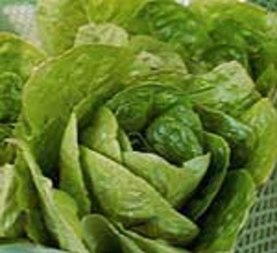 Produktfoto zu Zuckerhutsalat