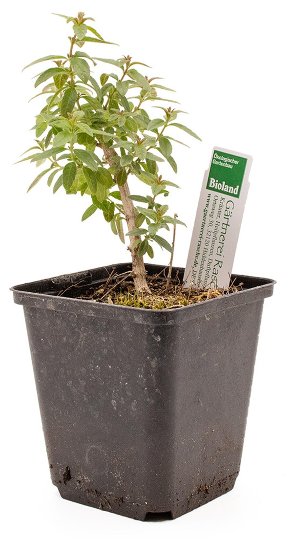 Produktfoto zu Zitronenverbene
