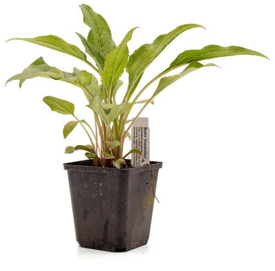 Produktfoto zu Topf roter Sonnenhut