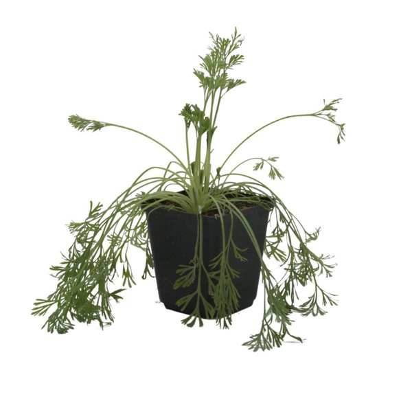 Produktfoto zu Topf Goldmohn