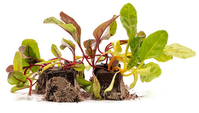 Produktfoto zu Pflanzen Pak Choi 10er