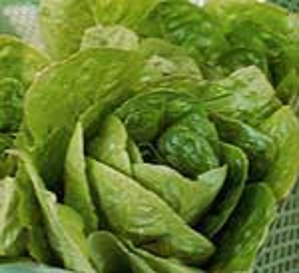 Produktfoto zu Zuckerhutsalat