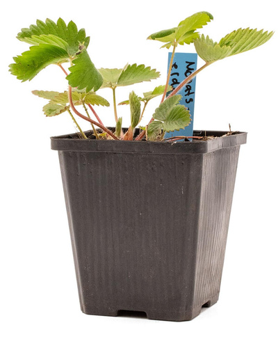 Produktfoto zu Topf Monats-Erdbeeren