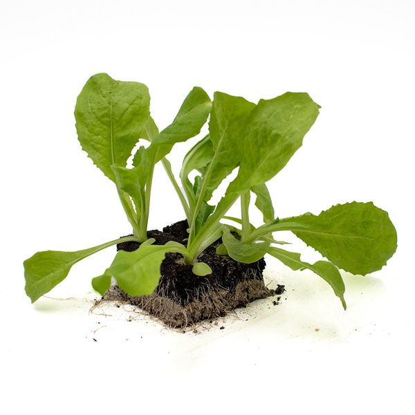 Produktfoto zu Salatpflanzen Wintersalate