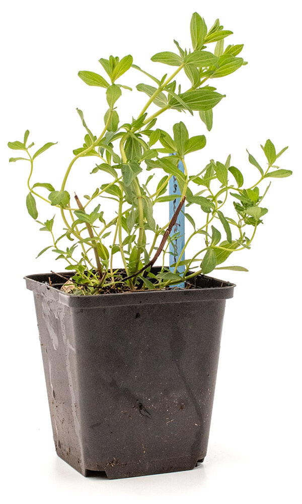 Produktfoto zu Topf Johanniskraut