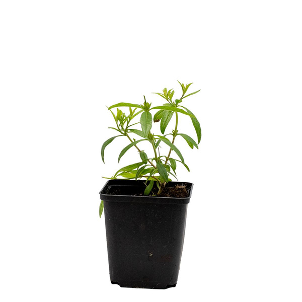 Produktfoto zu Topf Zitronenverbene