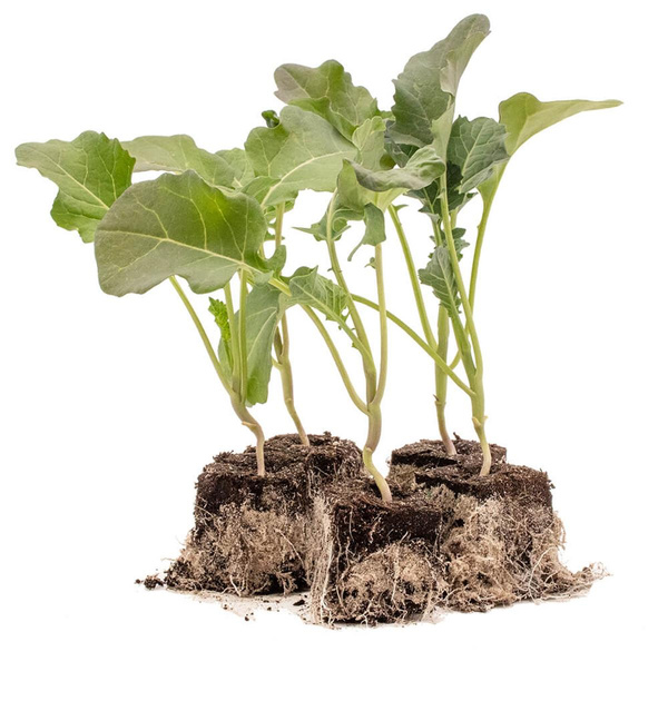 Produktfoto zu Brokkolipflanzen 10 Stk