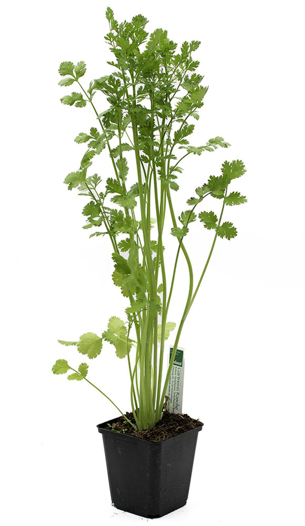 Produktfoto zu Topf Blattkoriander