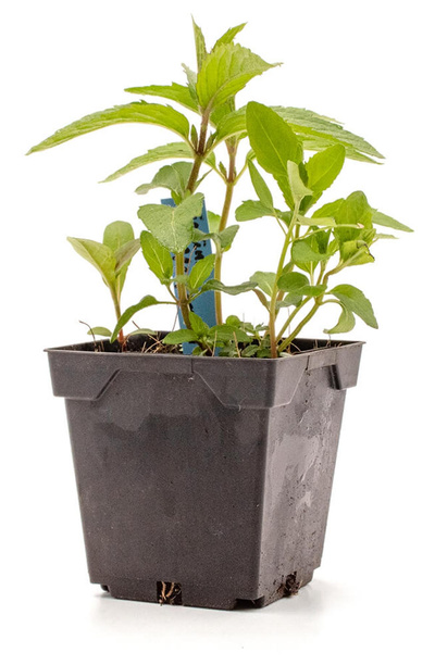 Produktfoto zu Topf Pfefferminze