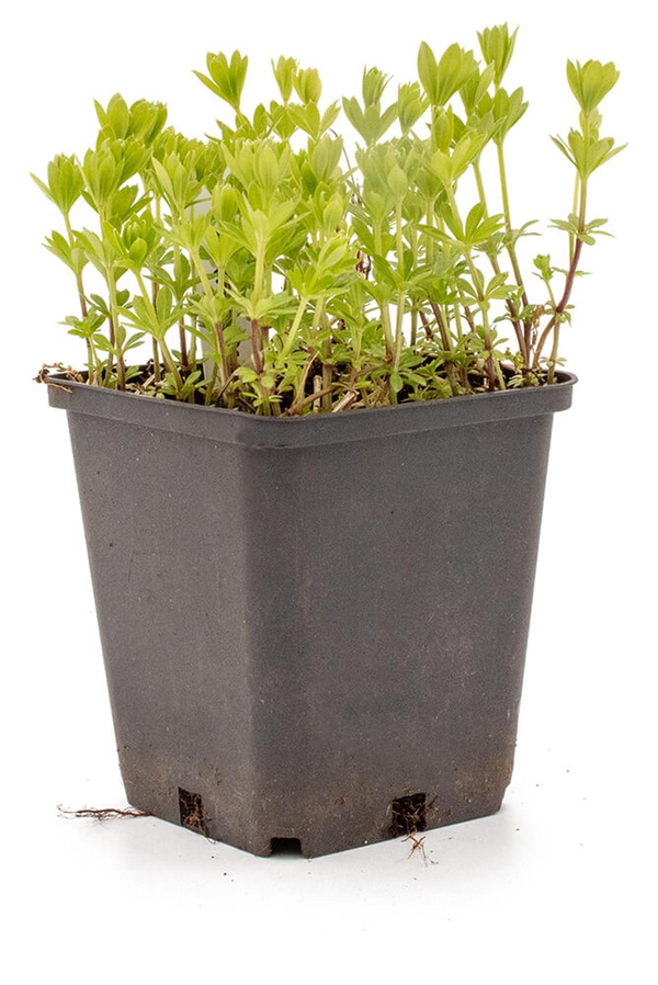 Produktfoto zu Topf Waldmeister