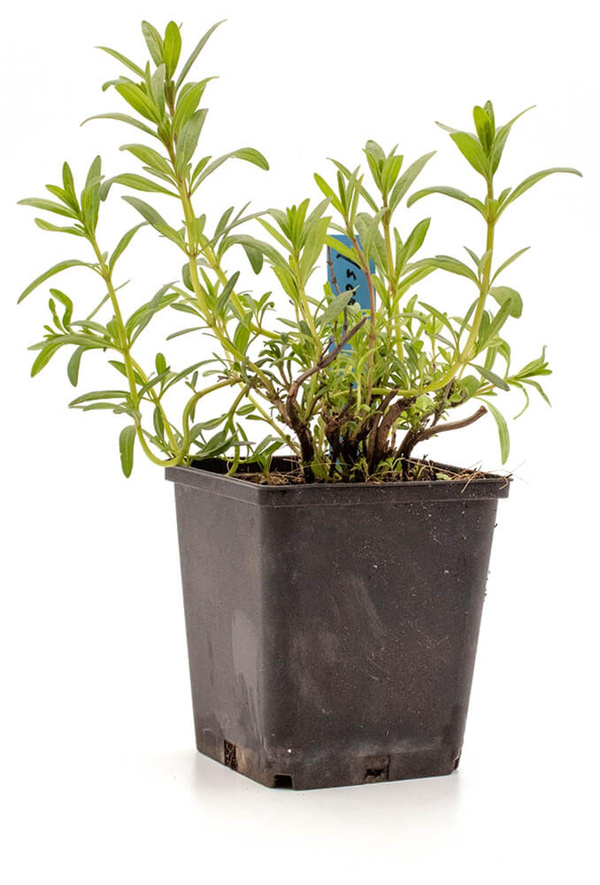 Produktfoto zu Topf Ysop