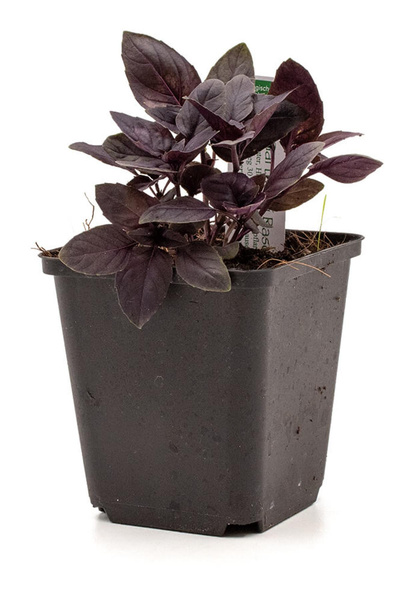 Produktfoto zu Gärtnerei Kalkriese, 12-Topf